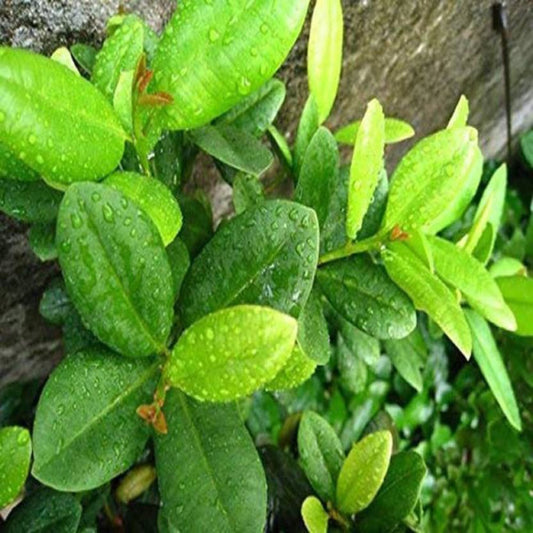 Climbing clove basil plant seeds, natural green basil leaves and climbing stems, labeled with brand 19235.