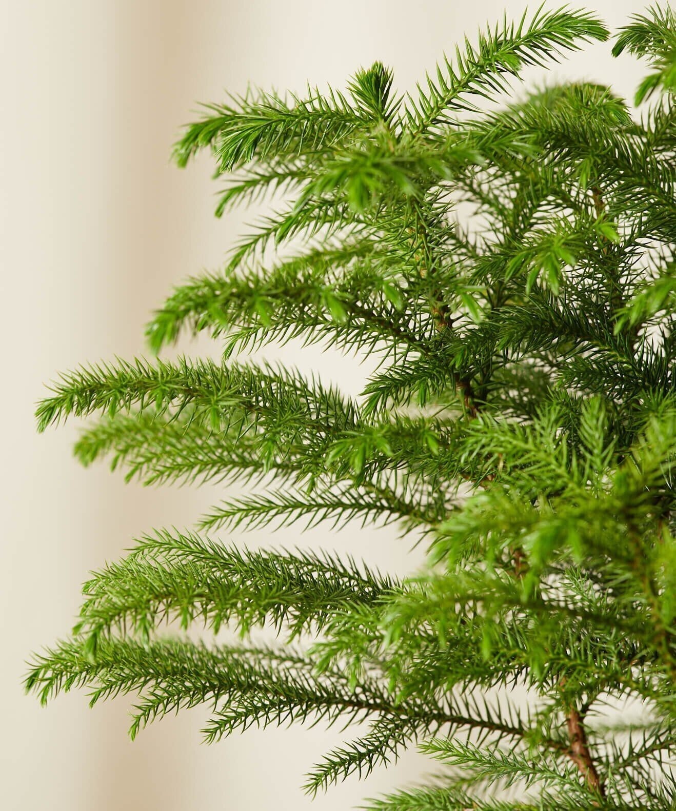 Close-up of Norfolk Pine Christmas Tree plant grown from Basil Seeds, showing green foliage and full shape.