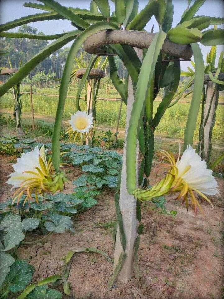 Yellow Dragon Fruit live plant with basil seeds from brand 205, showing vibrant yellow fruit and lush green foliage.