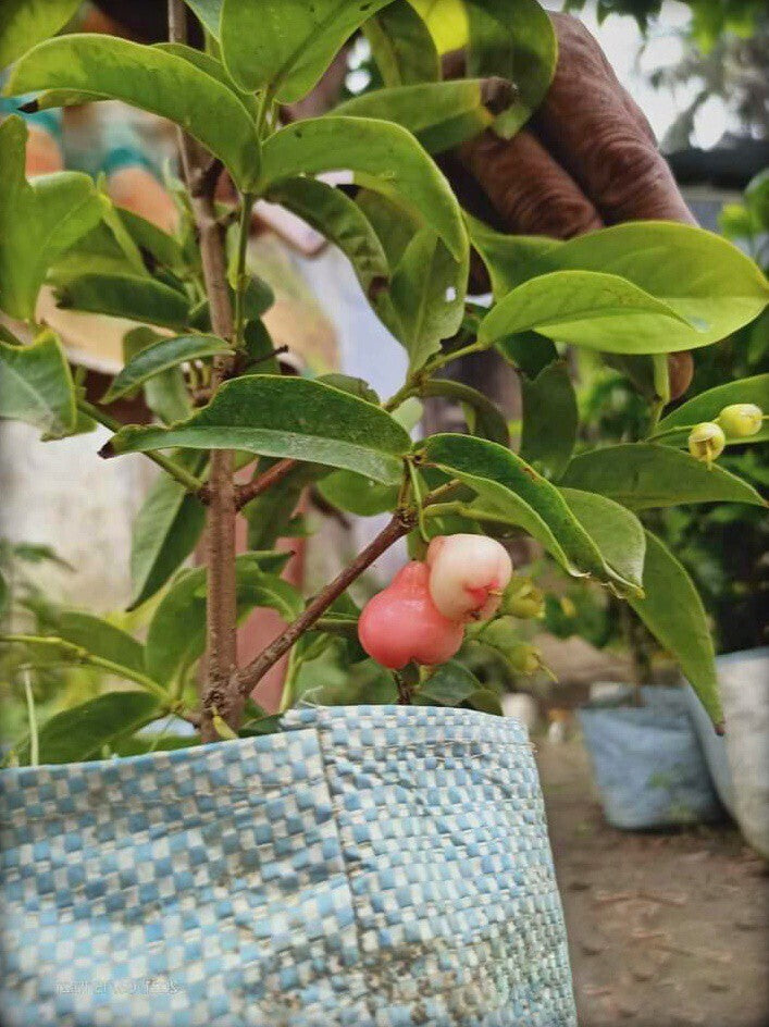 Live plant of Seeds Wax Apple (Jamun) with basil seeds, showcasing vibrant green leaves and healthy fruit growth.