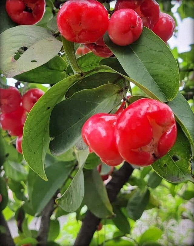 Red wax apple water apple Jamun live plant with basil seeds, showcasing vibrant fruit and lush green foliage.