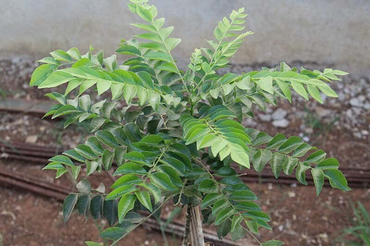 Hybrid Seeds Curry Leaf Plant in a pack, featuring basil seeds with vibrant green leaves, ideal for culinary use and gardening.