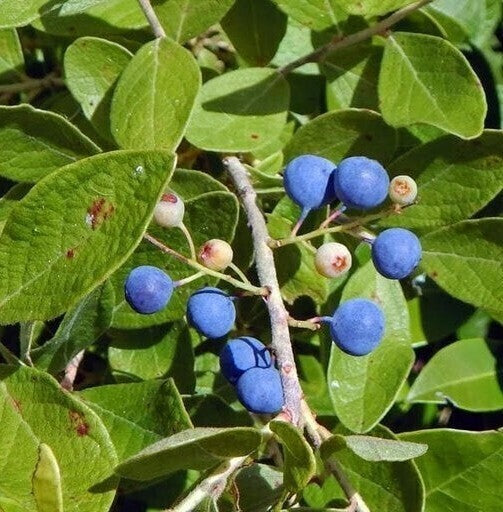 Basil seeds from 19235 Rudraksha Plant with small round seed pods, ideal for planting and gardening.
