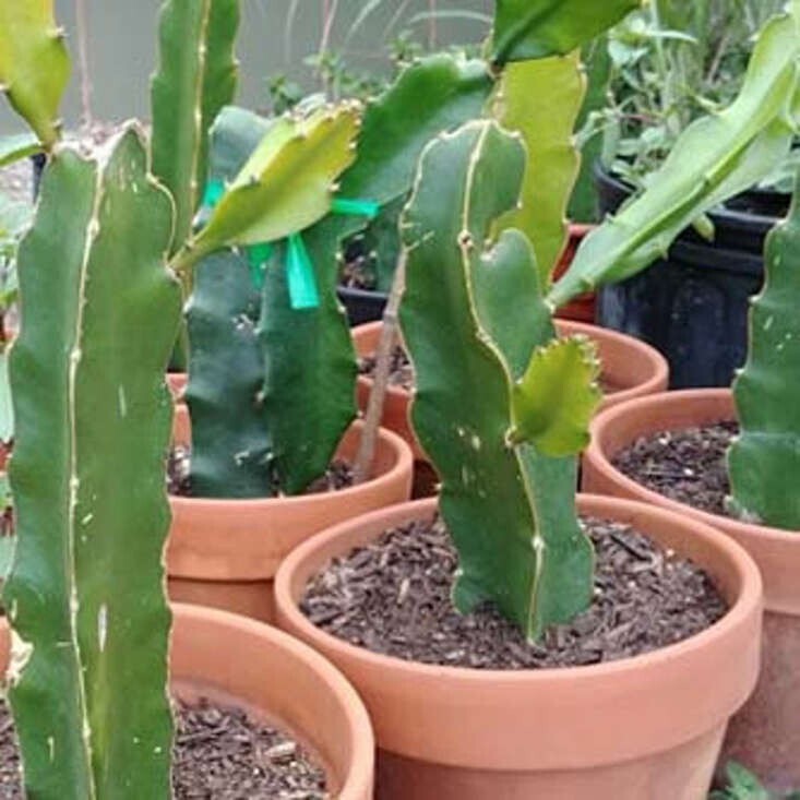 Dwarf dragon fruit plant grown from basil seeds, with vibrant green stem and small leaves, ready for planting.