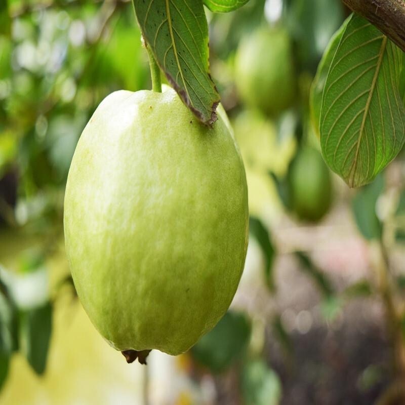 Guava plant with basil seeds from 205 brand, showing the seeds and young plant in a close-up image.