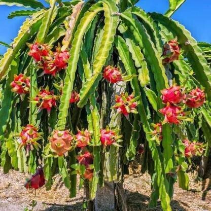 Hybrid dragon fruit plant seeds from 205 brand, showcasing vibrant young plants ready for planting.