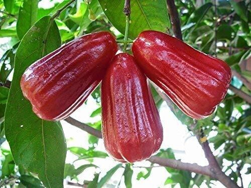 Red Malay wax apple water apple Java apple live plant, 1-1.5 ft, with basil seeds and grafted tree, brand 205.