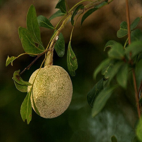 Thai Wood Apple live basil seeds plant with lush green leaves, popular in Indian and Bengali street food cuisine.