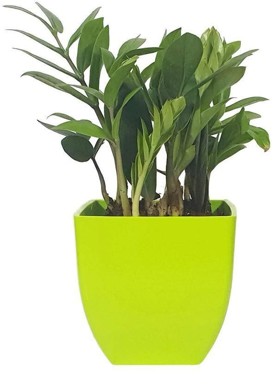 Close-up of Zamioculcas zamiifolia plant with lush green leaves, showcasing the decorative indoor air-purifying plant.