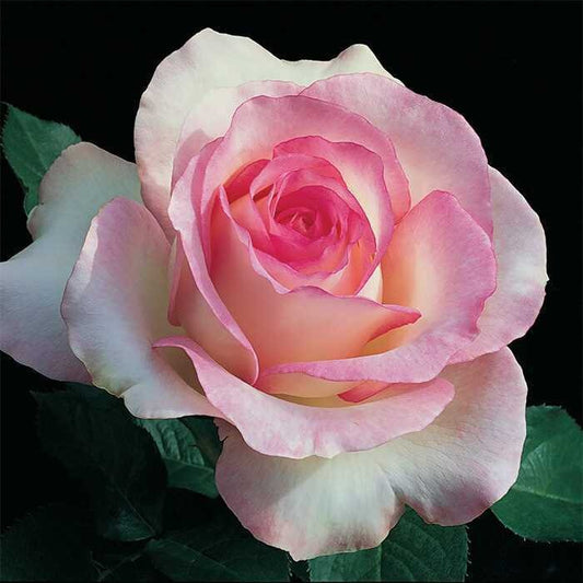 Pink and white rose seeds from 205, ideal for outdoor gardens and sunny balconies, showcasing healthy seed packets.