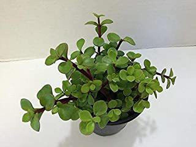 Close-up of basil seeds from 205 Greenway Nursery Lucky Jade Feng Shui live plant, showing small, round seed details.