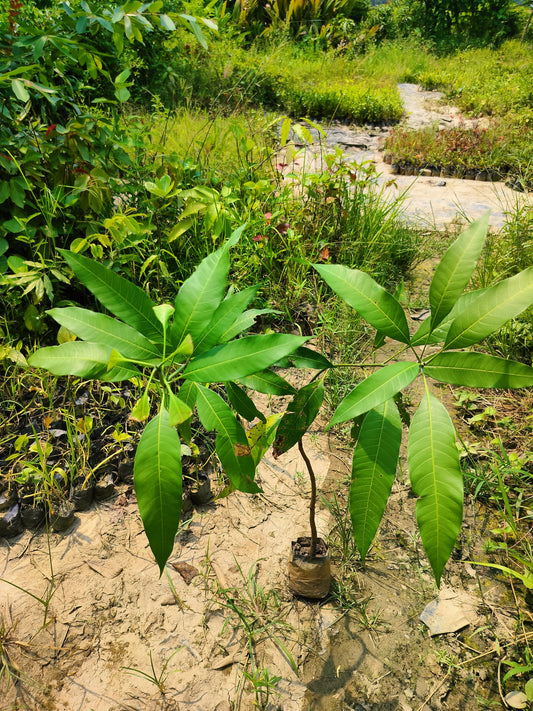 Healthy dwarf Malaysian red mango tree grafted plant with vibrant red foliage, grown from Seeds Gardens basil seed brand.