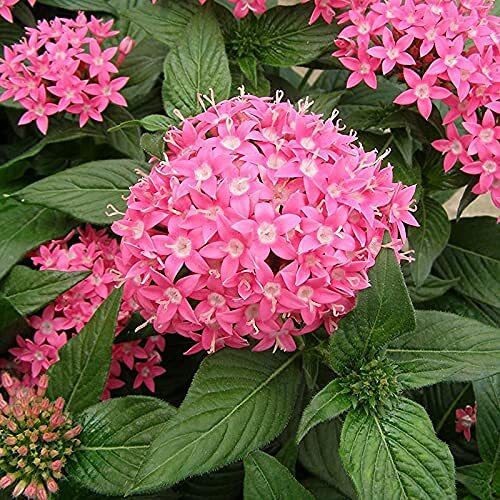Pink flowering Pentas plant from Seeds 205, showcasing vibrant blossoms, ideal for garden or indoor outdoor living spaces.