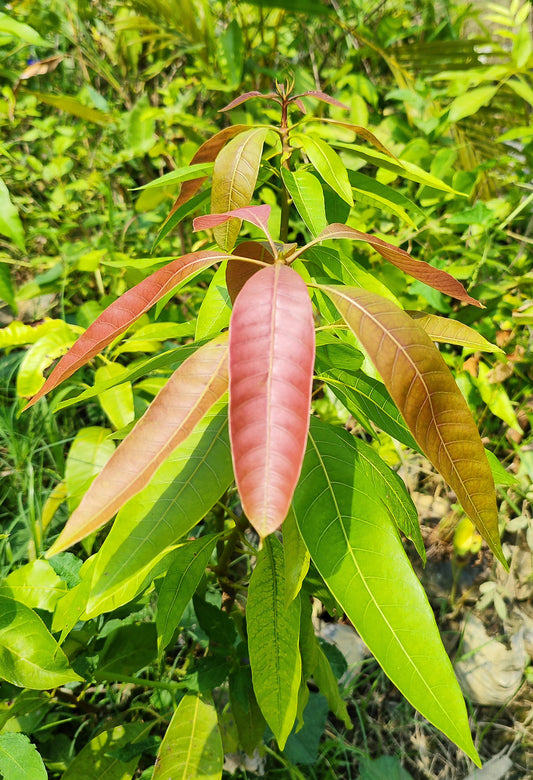 Thai Aam Purple Mango Tree basil seeds from 205, live plant with green leaves and healthy stems, ready for planting.