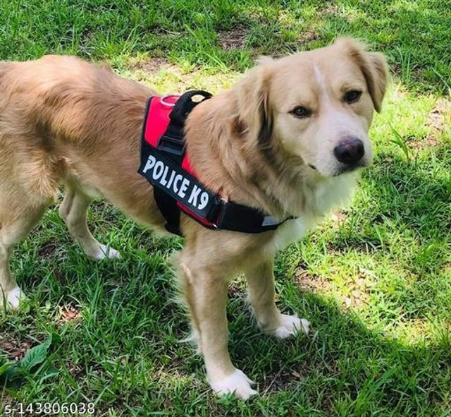 Multicolor nylon dog harness with 1-inch width, designed for pets, featuring adjustable straps and durable nylon material.