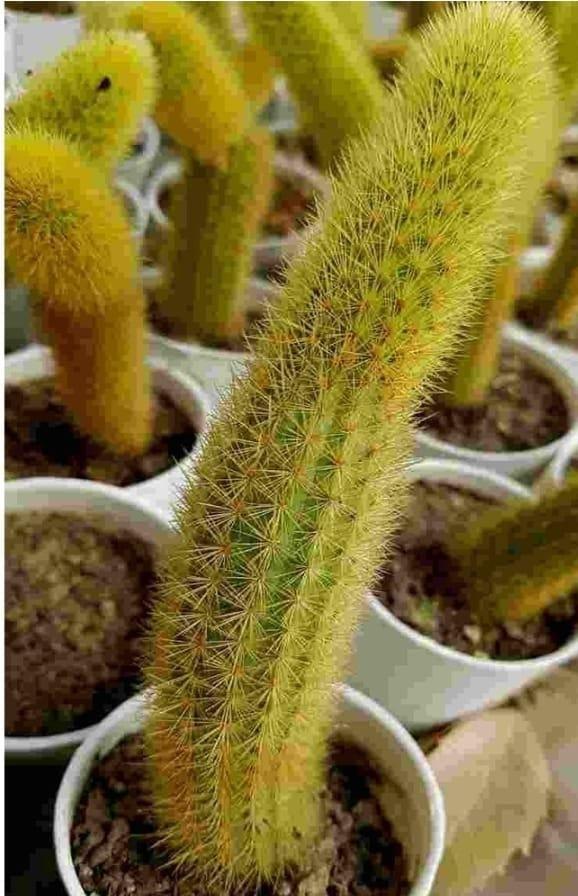 Unique cactus charm for garden herbs, featuring a decorative cactus design with vibrant green color and intricate details.