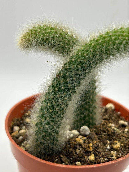 Close-up of a unique cactus charm for garden herbs, featuring detailed green cactus design with small decorative elements.