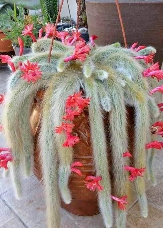 Small potted cactus herb charm with unique design, ideal for garden decoration, from the 18277 brand.
