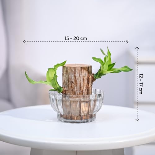 Green Lucky Brazil wood potted plant with brown pot, a small fruit tree from the Fruit & Fruit Trees collection.