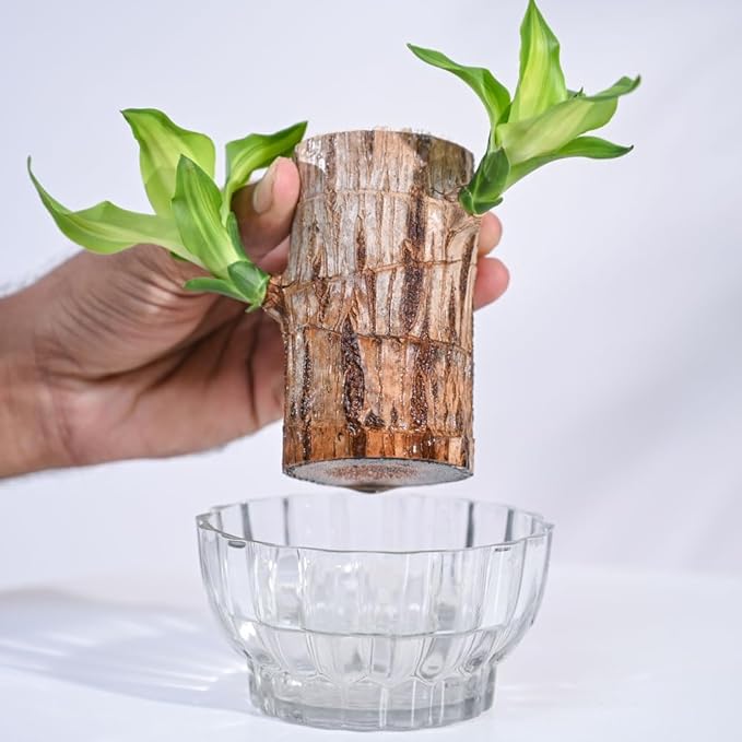 Green Lucky Brazil wood potted fruit tree in a brown container, healthy foliage, natural outdoor setting.