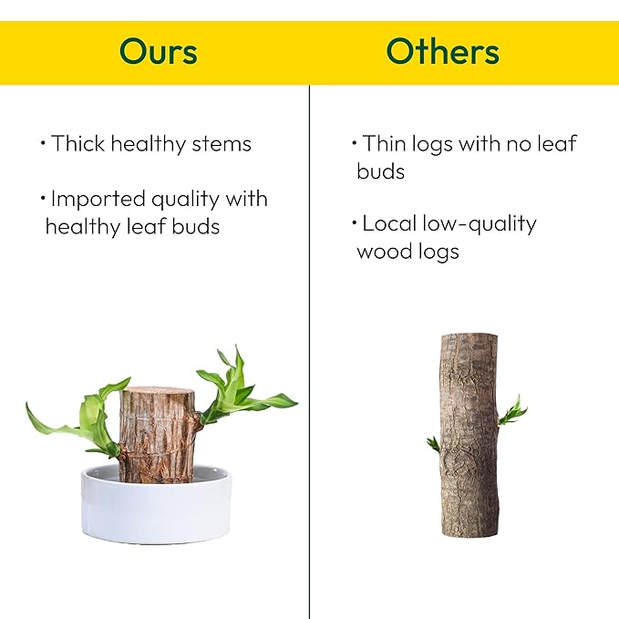 Green Lucky Brazil wood potted plant with brown pot, fruit and fruit tree, natural indoor decorative plant.