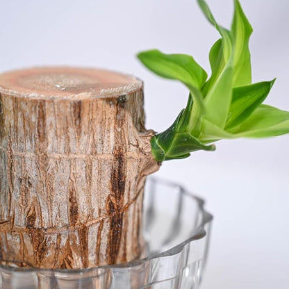 Green Lucky Brazil wood potted plant featuring lush foliage in a brown pot, ideal as a decorative fruit tree for indoor or outdoor spaces.