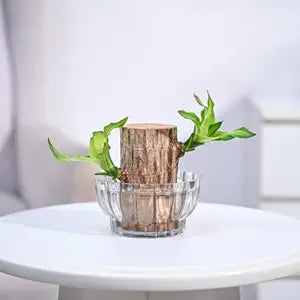 Two green Lucky Brazil wood bonsai plants in pots, natural decorative indoor plants from the 18277 brand.