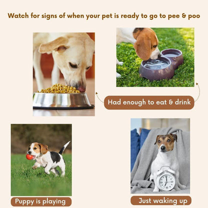 Natural potty training spray for dogs and cats, 2-pack of 100ml bottles, soothing scent for house training.
