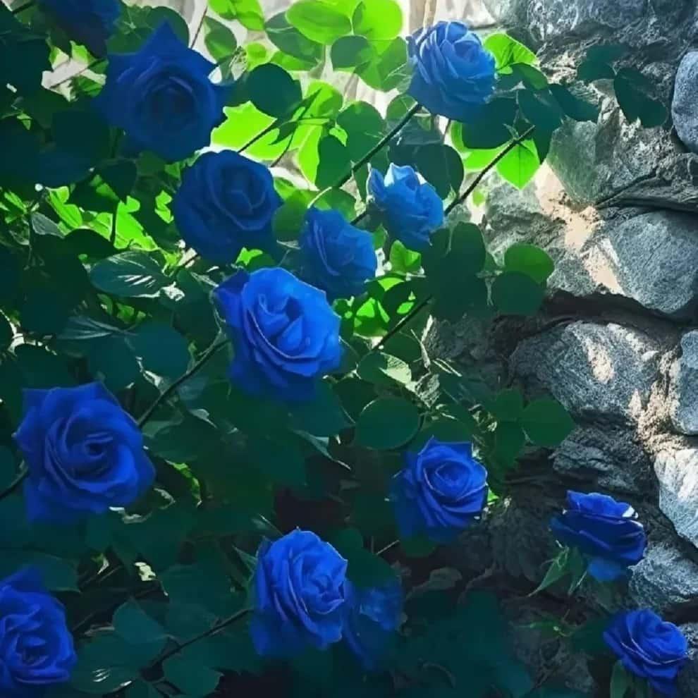 Blue climbing rose seeds from 205, with basil seeds visible in the image, showcasing the seed packaging and plant illustration.