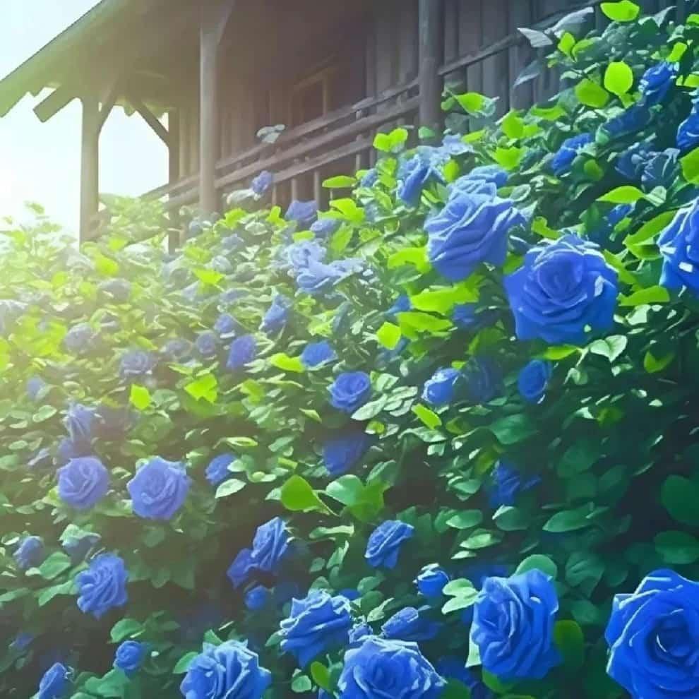 Blue climbing rose seeds from 205, showcasing small seeds with a smooth, glossy surface suitable for planting and cultivation.