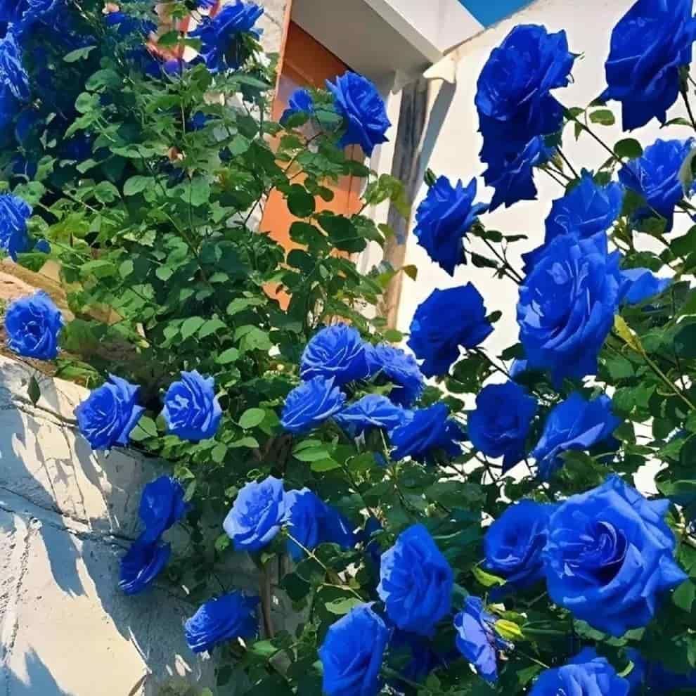 Blue Climbing Rose Seeds by 205, with basil seed packaging, showing small seed packets and vibrant blue rose illustration.
