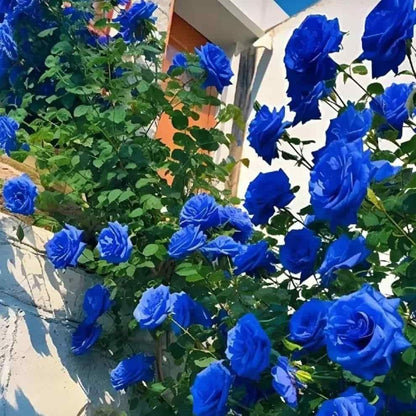 Blue Climbing Rose Seeds by 205, with basil seed packaging, showing small seed packets and vibrant blue rose illustration.