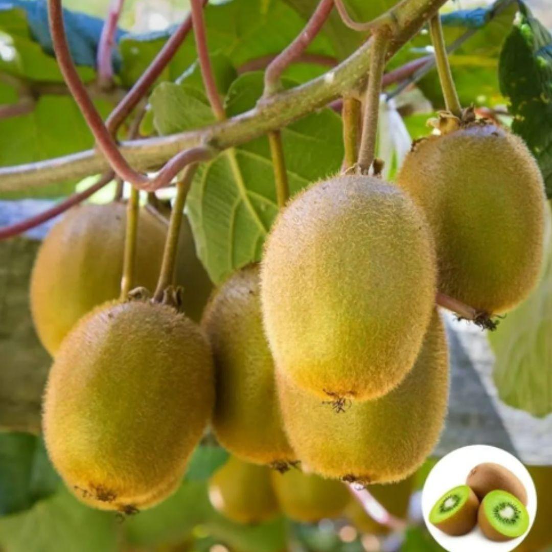 Juicy, ripe kiwi fruit with a vibrant green interior, showcased as a home-grown fruit by 205 brand.