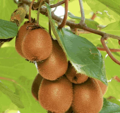 Juicy and sour kiwi fruit from 205 brand, showing ripe green kiwi with fuzzy brown skin, ideal for home planting.