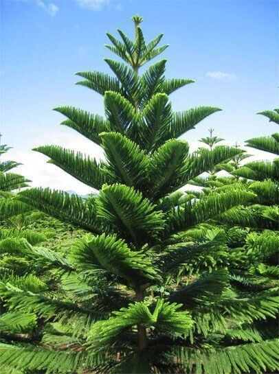 Medium-sized Arkeria basil seeds for Christmas tree decoration, shown in a clear container with fresh green basil leaves.
