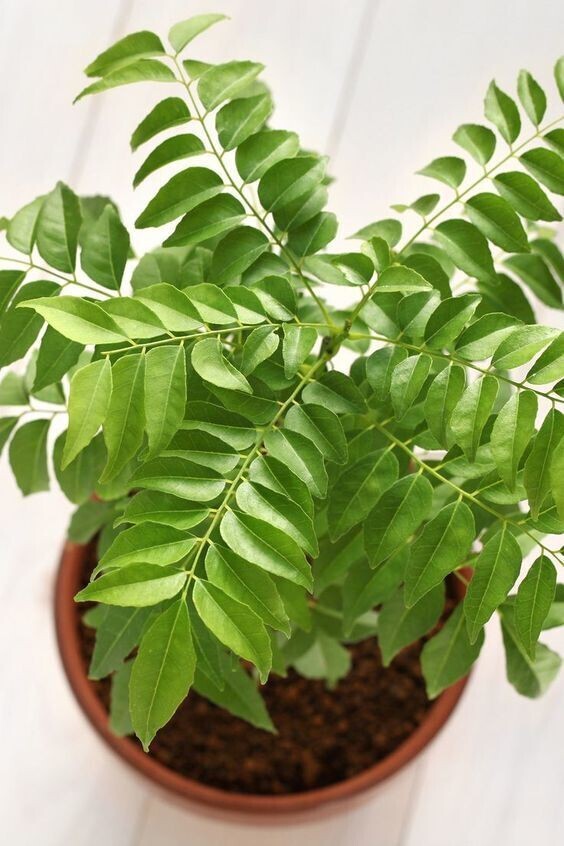 Basil Seeds plant with lush green leaves, grown from Seeds Curry Leaves Brand 19235, ready for planting or display.