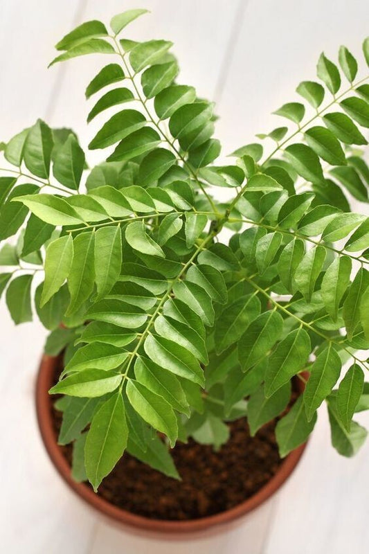 Basil Seeds plant with lush green leaves, grown from Seeds Curry Leaves Brand 19235, ready for planting or display.