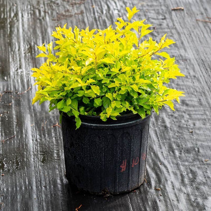 Golden Duranta plant with vibrant yellow flowers, shown in a garden setting, featuring basil seed packaging from brand 19235.