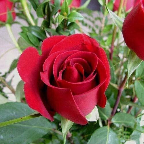 Red Rose Plant seeds from brand 19235, showcasing basil seeds in a clear container with vibrant green basil leaves and seeds.