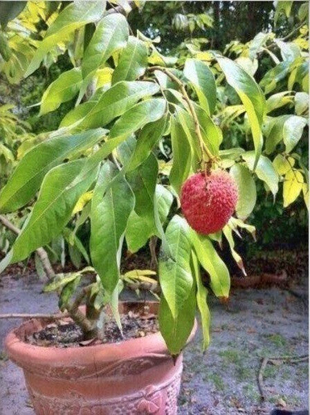 Hybrid lychee fruit live plant with lush green leaves and developing fruit, showcasing the Seeds Hybrid Litchi brand.