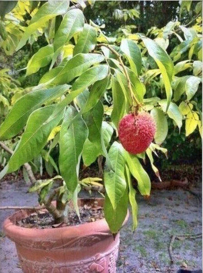 Hybrid lychee fruit live plant with lush green leaves and developing fruit, showcasing the Seeds Hybrid Litchi brand.