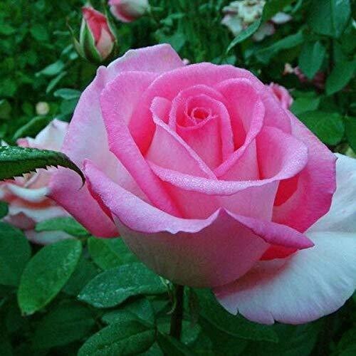 Healthy Rosa flowering plant in poly bag, fresh basil seeds for planting, vibrant green basil leaves, ideal for garden or containers.