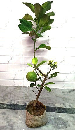 Seeds Seasonal Lemon Basil Seeds from brand 19235, showing small yellow seeds ideal for flavorful herb growth.