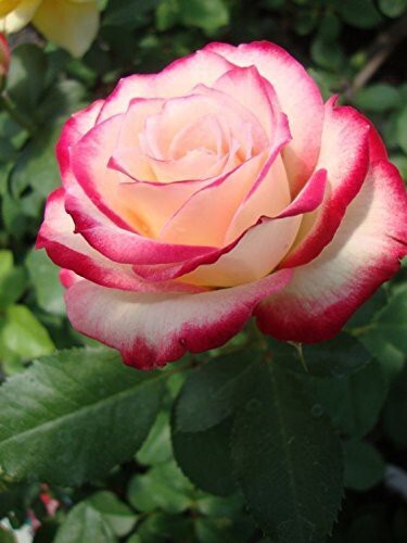 Pink and white rose basil seeds in a packet, perfect for outdoor gardens and sunny balconies, by brand 19235.
