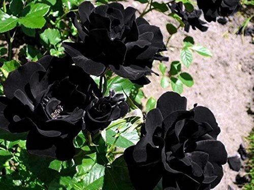 Close-up of basil seeds from the Seeds Rose Plant brand, showcasing small, dark seeds ideal for planting and gardening.