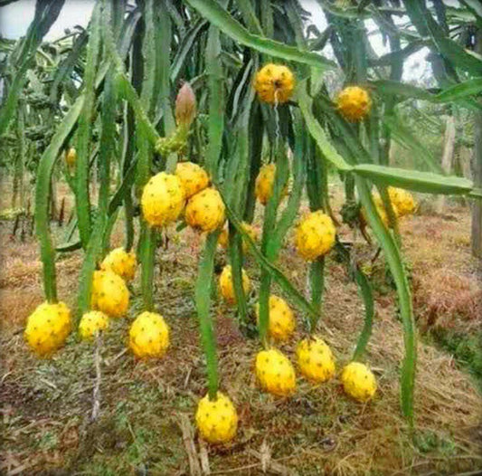 Yellow Dragon Fruit live plant with vibrant yellow fruit and green leaves, showcasing a healthy, growing tropical fruit plant.