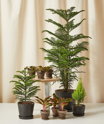 Basil seeds for growing Norfolk Pine Christmas Tree plant with seed packet, fresh green basil seeds on white background.