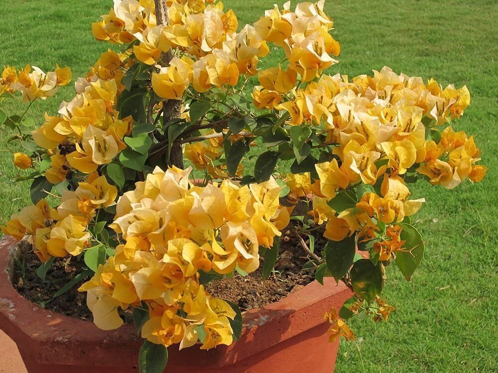 Yellow Bougainvillea plant with basil seeds from brand 19235, showing vibrant yellow flowers and green foliage.