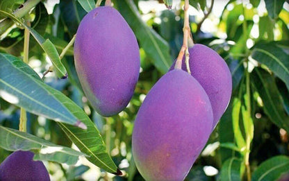 Seeds Amrapali Grafted Hybrid Mango Plant with Basil Seeds, showing healthy grafted mango plant and basil seed packets.
