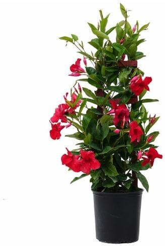 Mandevilla plant with Basil Seeds from brand 19235, showing vibrant green leaves and seed packet on a gardening table.